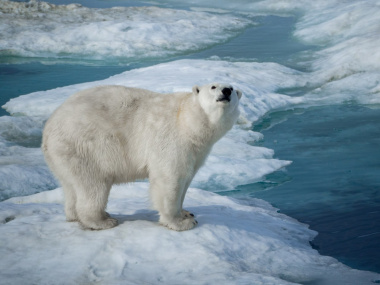 VII Международная конференция «Вселенная белого медведя» объединит экспертов из разных стран